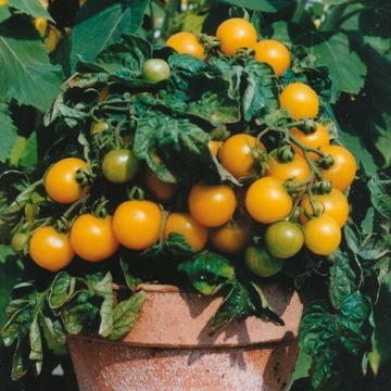 Sadzonka Pomidor Mini Żółty Doniczkowy do doniczek
