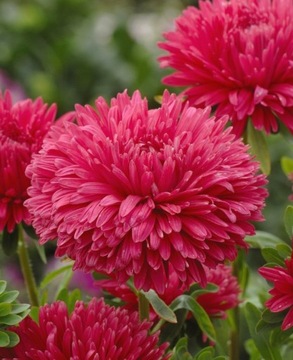 ASTER CHIŃSKI PEONIOWY CZERWONY
