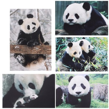 ОТКРЫТКА С ЖИВОТНЫМИ УВЕДОМЛЕНИЯ КАРТОЧКА ПАНДА