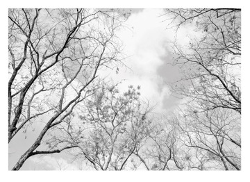 Fototapeta NA SUFIT Las Drzewa Nowoczesna 312x219