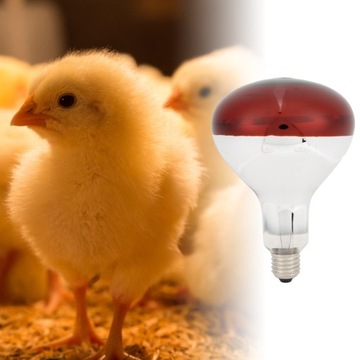 Pisklęta Lampa grzewcza Żarówka Punkt wygrzewania