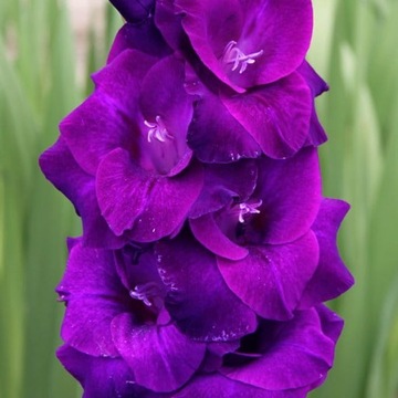 Gladiolus Mieczyk wielkokwiatowy Astarte 5 szt.