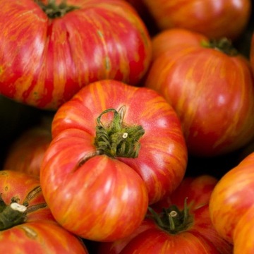 Pomidor Vintage Wine tradycyjna odmiana NASIONA