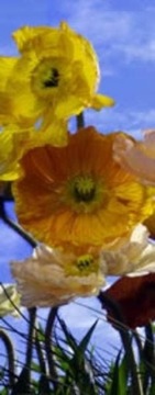 Fototapeta papierowa Poppy 92x220cm - Wyprzedaż