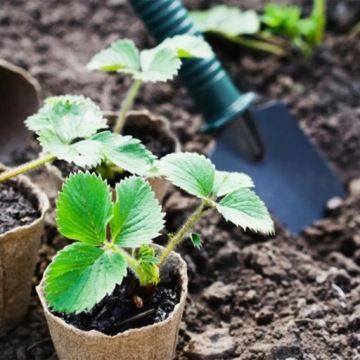 ВЫСОКОКИСЛЫЙ СФАГНОВЫЙ ТОРФ 40Л, ЗЕМЛЯНОЙ СУБСТРАТ