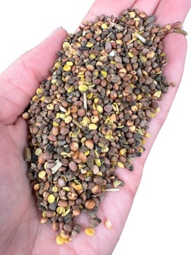 Rzodkiew oleista 1kg
