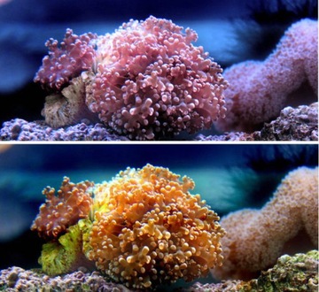 Фильтр для воды RED Фильтр для воды для DJI ACTION 2