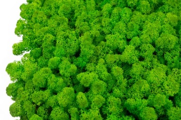 Mech Chrobotek ZIELONY Reniferowy