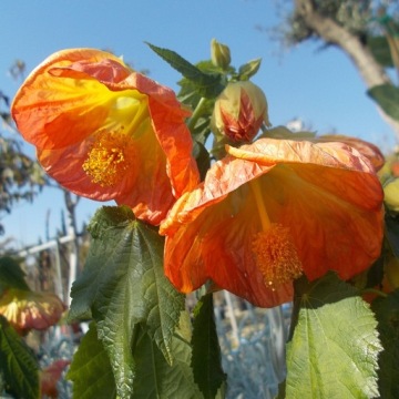 Комнатный клоник, Abutilon hybridum
