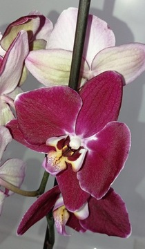 PHALENOPSIS storczyk 7