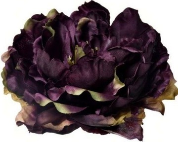 PEONIA PIWONIA GŁÓWKA ŚLIWKOWA Z ZIELENIĄ 17 cm