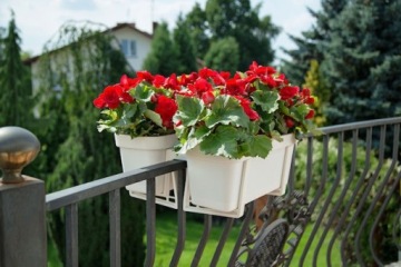 Балконный ящик Лобелия вазон 40 Кремовый