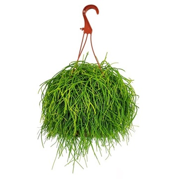 PATYCZAK RHIPSALIS OASIS