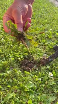 VW Greenspace средство для удаления сорняков и мотыга 2 в 1, бук