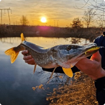 SAHIDO KILLER STRIKE NEON SET НАБОР ПРИМАНКИ ДЛЯ ЩУКИ, СУДКА, ОКУНЯ, СОМА