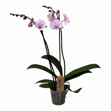 Phalaenopsis - Orchidea Różowa - Doniczka 12cm - Wysokość 50-60cm