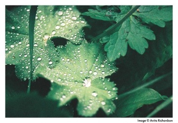 Цветная пленка Harman PHOENIX 200 135/36