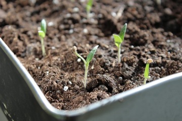 ЗЕМЛЯНОЙ ПОВЕРХНОСТЬ ДЛЯ ПОСЕВА И ПОСАДКИ PLANTA 50 л