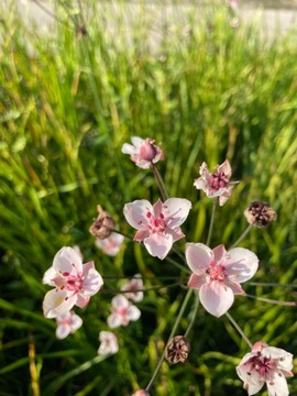 Соединение зонтика с прудом и прудом Butomus umbellatus