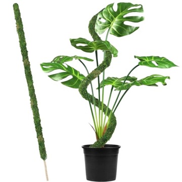 WYTRZYMAŁY GIĘTKI SŁUPEK Z MCHU DO ROŚLIN DONICZKOWYCH 60 CM