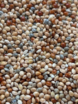 Корм для попугаев, пшенная смесь, три цвета, 14 кг, пшено зеленое, желтое и красное.