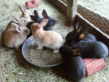 ЭМ Пробиотик ГРЕНЛАНДИЯ 0,5л для лошадей, крупного рогатого скота и свиней