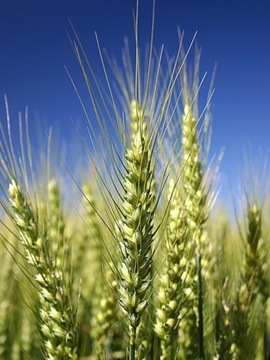 АКТЕЛЛИК 20-ФУ (СВЕЧА)