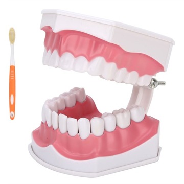 Edukacyjny model zębów dentystycznych