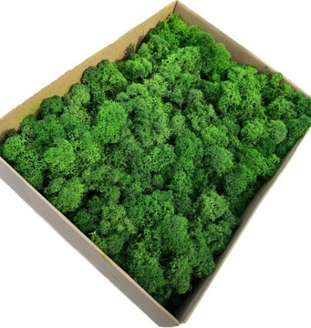 Mech Chrobotek Reniferowy Grass Green Oczyszczony 500g Premium