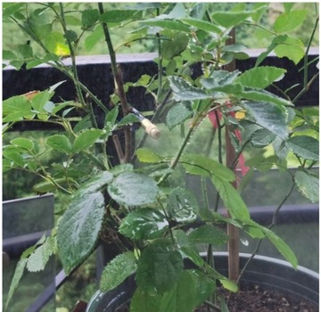 ВОДЯНАЯ ЗАВЕСА ТУМАН КОМПЛЕКТ ДЛЯ ПОРОШЕНИЯ САДОВОЙ ТЕРРАСЫ #002