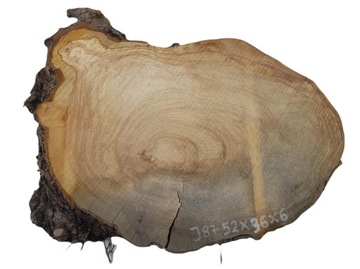 Plaster Jabłoni 52x36cm Drewno DIY Krążki Tarcica