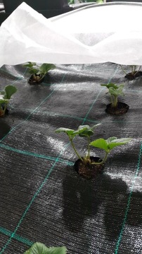 ТКАНЬ AGROTEX 150г ЧЕРНАЯ ТОЛСТАЯ ПРЕМИУМ СКОТНАЯ ШИРИНА 420см ЛЮБАЯ ДЛИНА