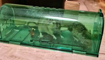 2x ТУННЕЛЬНАЯ ЛОВУШКА ДЛЯ ГРЫЗУНОВ ГУМАНИТАРНАЯ ГУМАНИТАРНАЯ СПАСАТЕЛЬНАЯ ЛОВУШКА