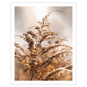 Plakat 40x50 Trawy Łąka Natura