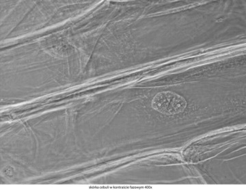 Микроскоп Delta Optical Genetic Pro Trino + аккумулятор