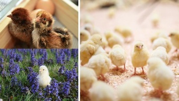 ФЕРМЕР – ДЛЯ ВЫХОДА ЦЫПЛЕНКОВ В ВОЗРАСТЕ 0-10 дней. 25кг ДКС