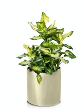 ЦИЛИНДР ПРЕМИУМ ЗОЛОТОЙ ЦВЕТОЧНЫЙ ГОРШОК 8x8 СМ, ЗОЛОТОЙ ДИАМЕТР