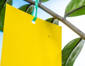 НАКЛЕЙКА ДЛЯ ГОРШКА ТЕПЛИЦЫ XXL ДЛЯ ТЛИ ЗЕМЛЯНЫХ МУХ МУРАВЬЕВ (10 ШТ.)