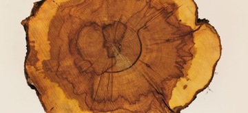 Ломтик яблока 44x40 см, дерево для стола из смолы