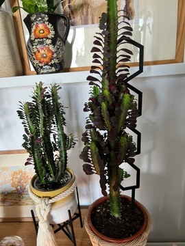 Опоры для цветов, растений, лестничная опора для перголы HEXAL XL - 54см