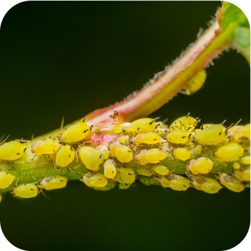 ПОЛИСЕКТ СУБСТРАЛЬНЫЙ ИНСЕКТИЦИД От тли, паутинного клеща 750 мл