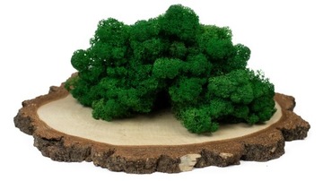 Mech chrobotek reniferowy ciemnozielony 100g