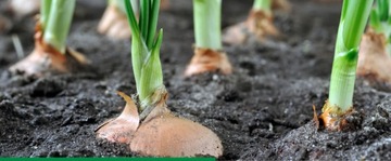 KOBE 20 SP 80G ТЛЯ ВРЕДИТЕЛИ КЛУБНИКИ ОВОЩИ ФРУКТЫ