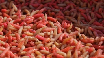 ROBAK KOLOROWY 1 LITR 600g