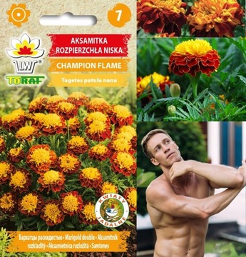 NASIONA KWIATÓW AKSAMITKA CHAMPION FLAME