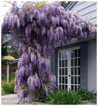 Glicynia Chińska Wisteria Sinensis Zwisające zasłony nasiona 1 sztuka