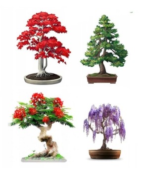 4 DRZEWKA BONSAI do Samodzielnej Uprawy Zestaw