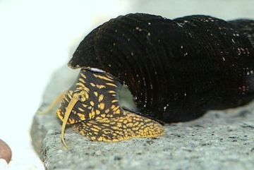 Улитка Tylomelania Yellow Spotted Rabbit akwa_fan