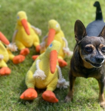 Игрушка для собак Petgang большой киви скрипят плюш смешной большой 25 см.