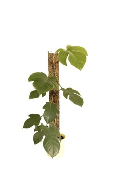 Palik grow vertical 50/8 mech sphagnum monstera